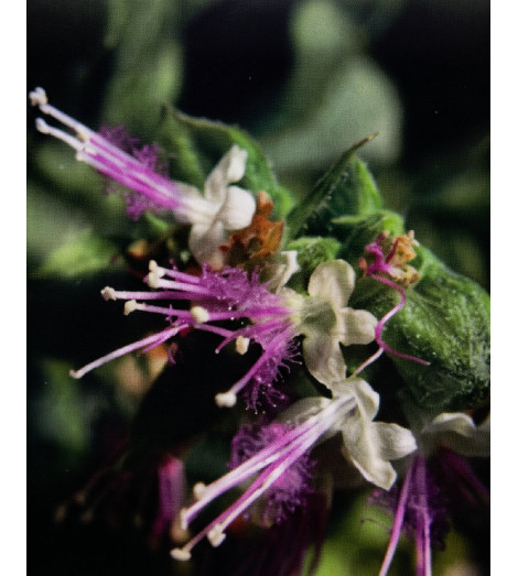 Encens Patchouli Aromatika - fleur de patchouli