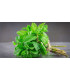 Menthe verte