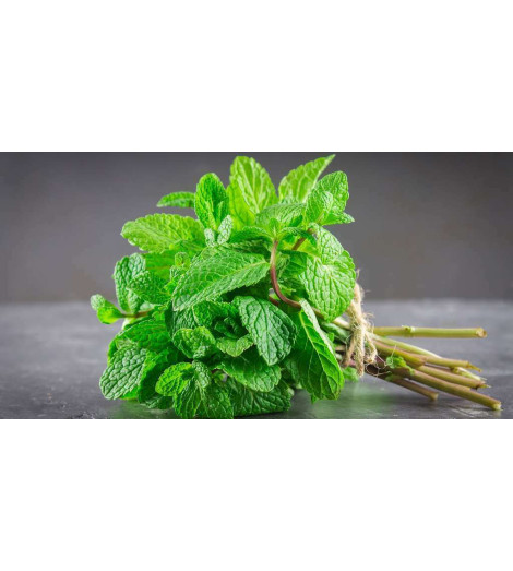 Menthe verte